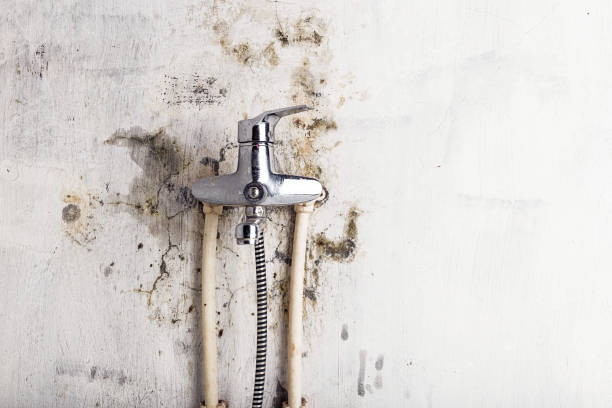 Best Same-Day Mold Removal  in Watonga, OK