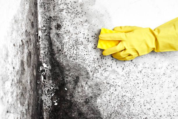 Best Certified Mold Removal  in Watonga, OK