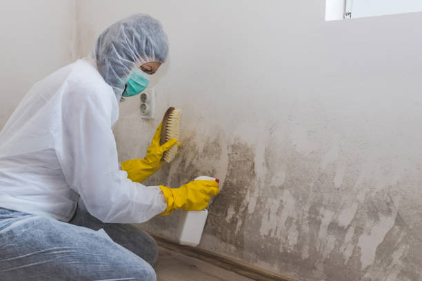 Best Toxic Mold Removal  in Watonga, OK