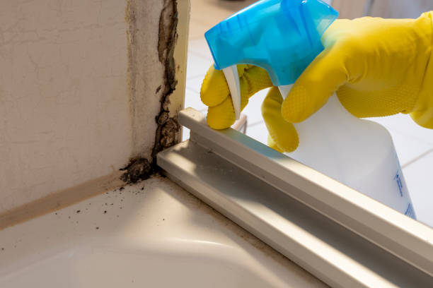 Certified Mold Removal in Watonga, OK