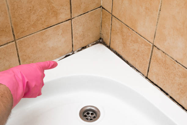 Best Mold Inspection  in Watonga, OK